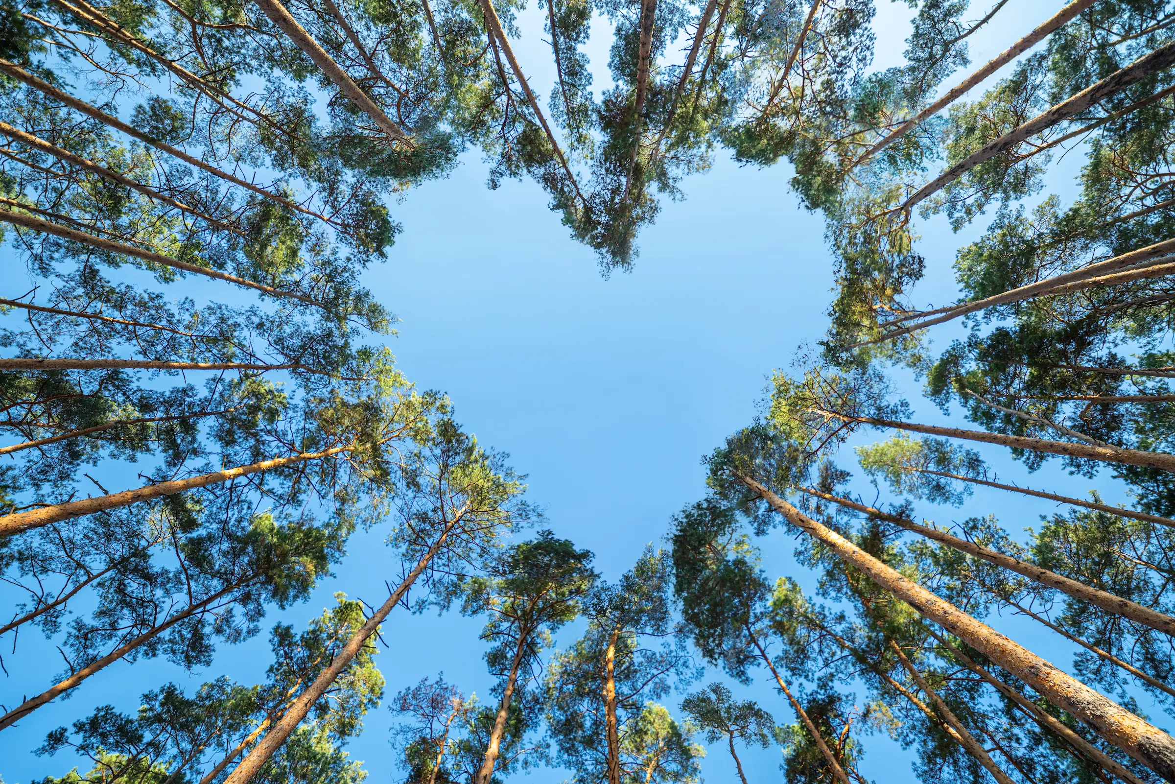 Heart-Shaped Trees